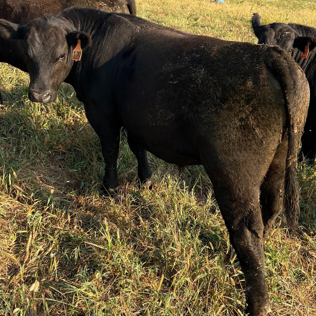 Black Angus Bull - Registered